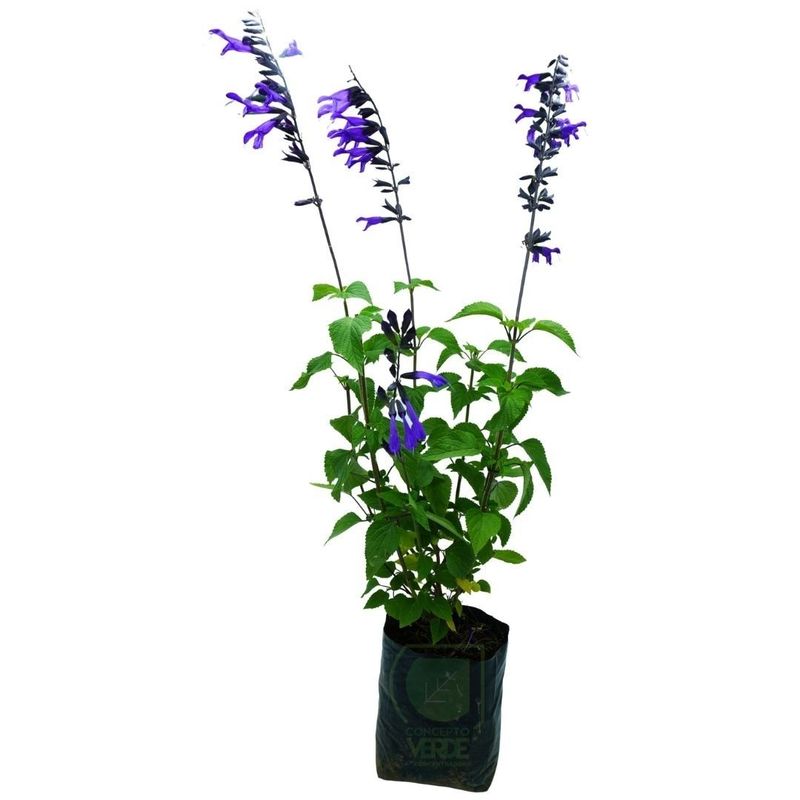 Salvia Mexicana