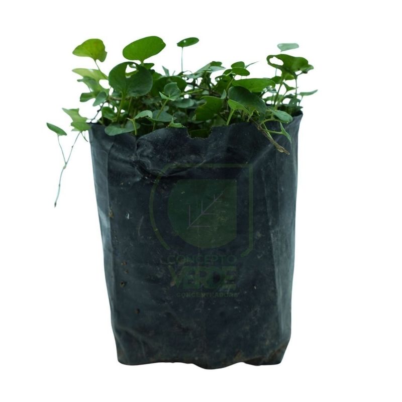Dichondra