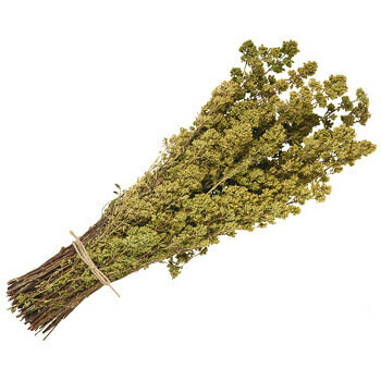 Sicilian Oregano