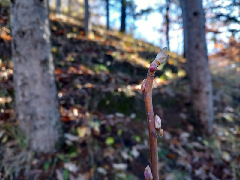 gemmoderivato di Ribes nero