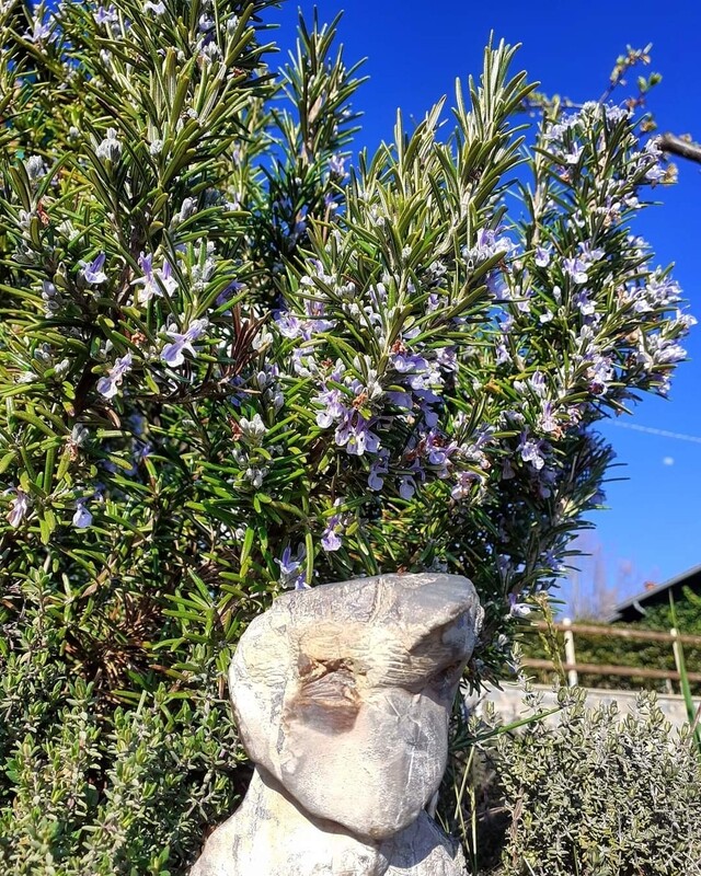 gemmoderivato di Rosmarino