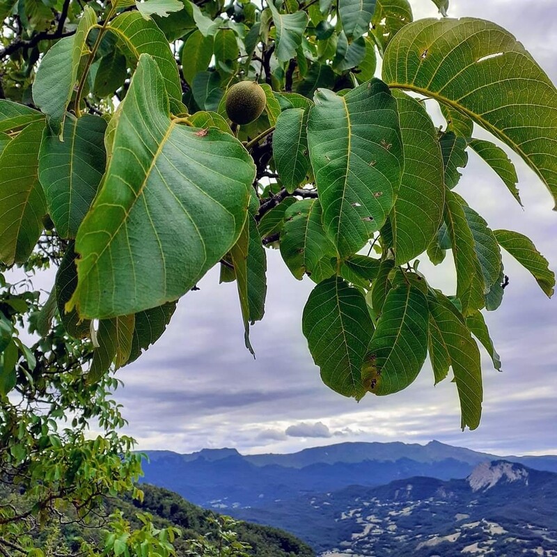 Spirito del noce