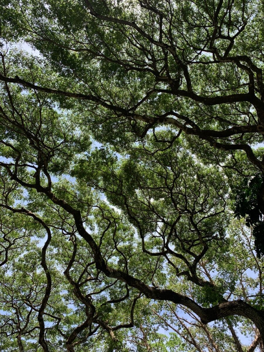 SACRED NATURE REGENERATIVE HYDRA – Trattamento viso -  Comfort Zone