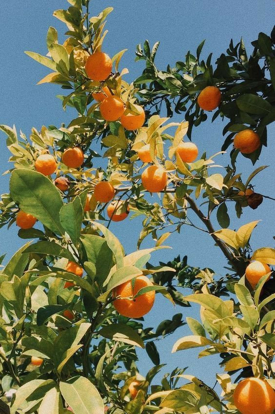 AROMASOUL MEDITERRANEAN – Rituale - Comfort Zone