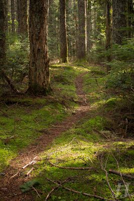 SACRED NATURE REGENERATIVE ELIXIR –Trattamento viso - Comfort Zone