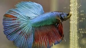 peces