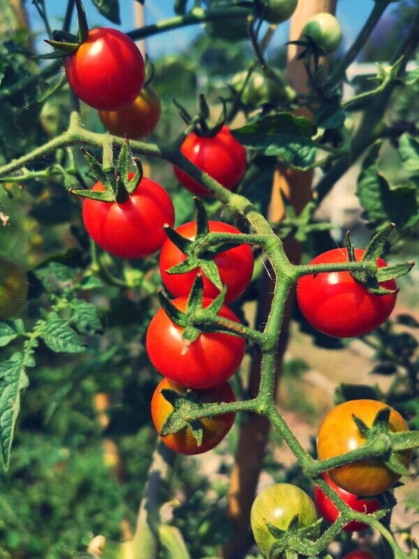 Italienische Cherrytomate (zum späteren Einpflanzen) Italienische Cherrytomate (zum späteren Einpflanzen)