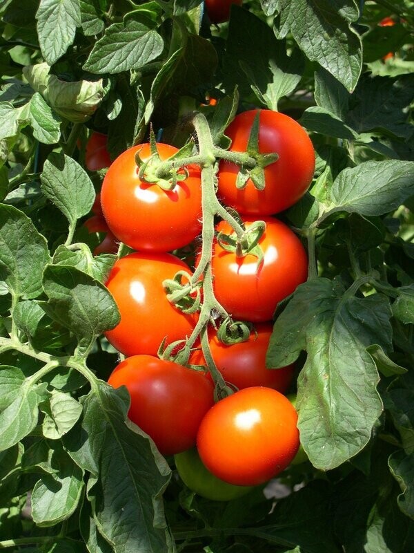 Buschtomate (zum späteren Einpflanzen) Buschtomate (zum späteren Einpflanzen)