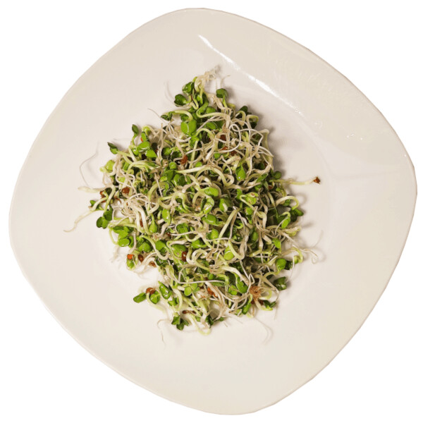 Daikon Rettich