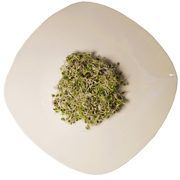 Pak Choi