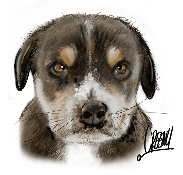 Pet Caricature head only