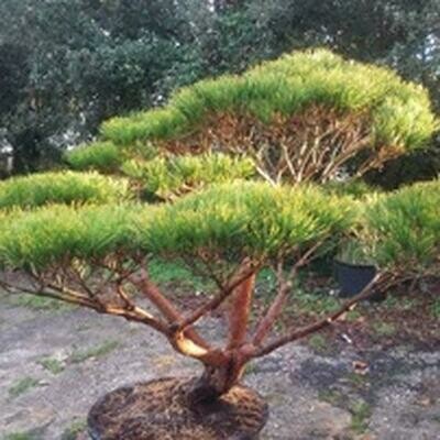 STEFANAZZI 65cm 2 Branches de Fleurs Velours de pin Baies et Pommes d/écorations Porte dentr/ée