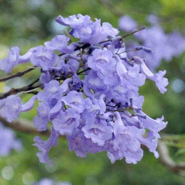 Flamboyant Bleu = Jacaranda mimosifolia "Bonsai Blue"