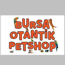 Bursa Otantik PetShop