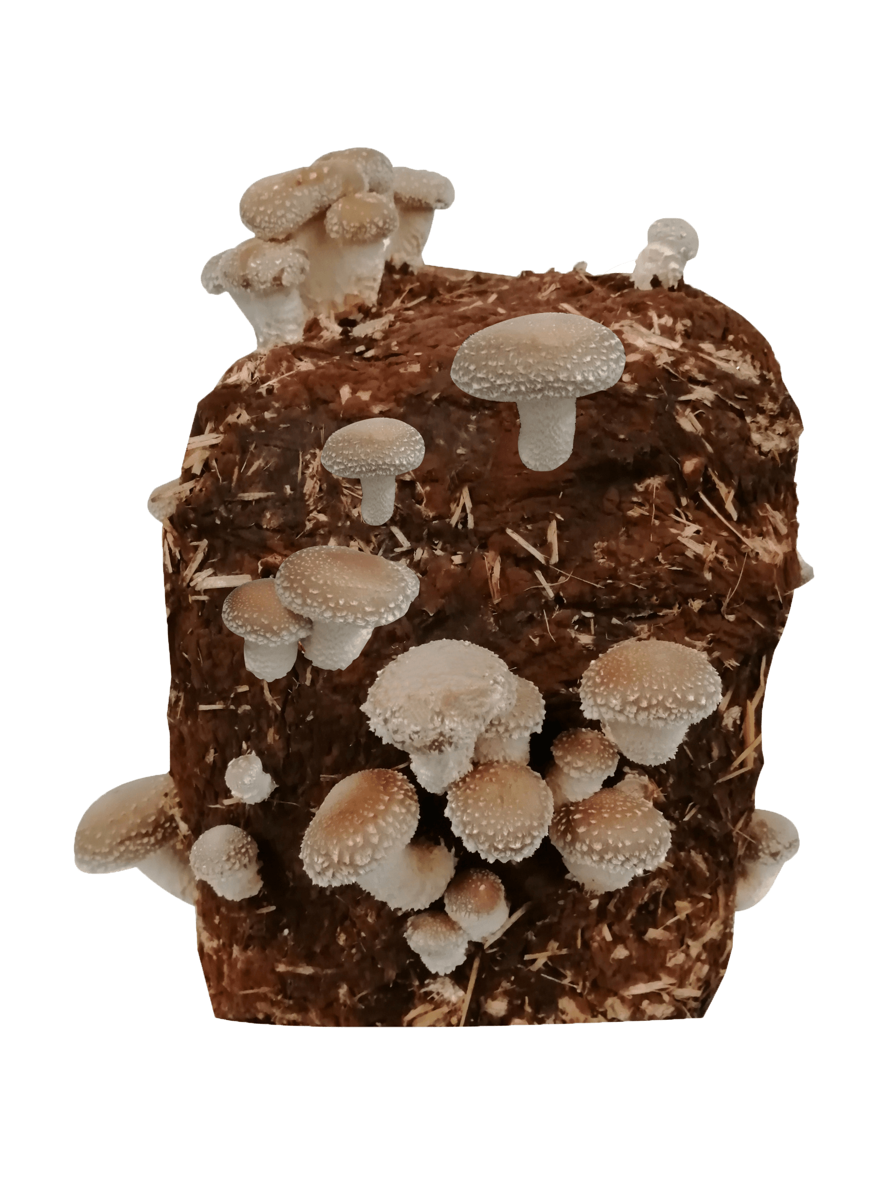 CWYPC Bio Kit Champignon a Faire Pousser, Mycélium de Pleurote Kit