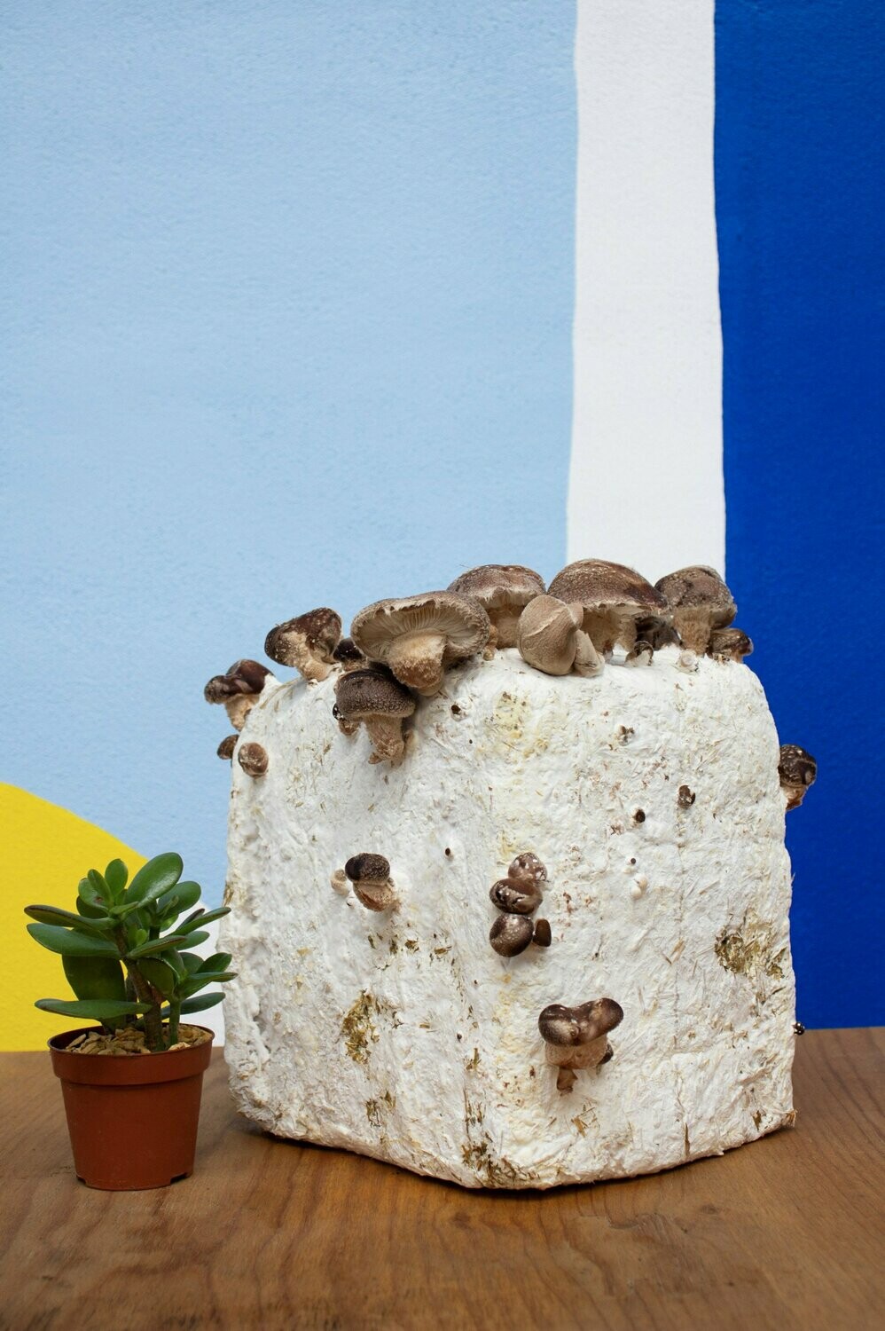 Kit de culture de shiitakés BIO