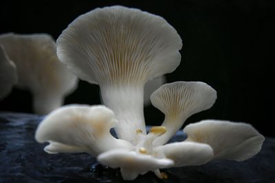 Vente à la champignonnière