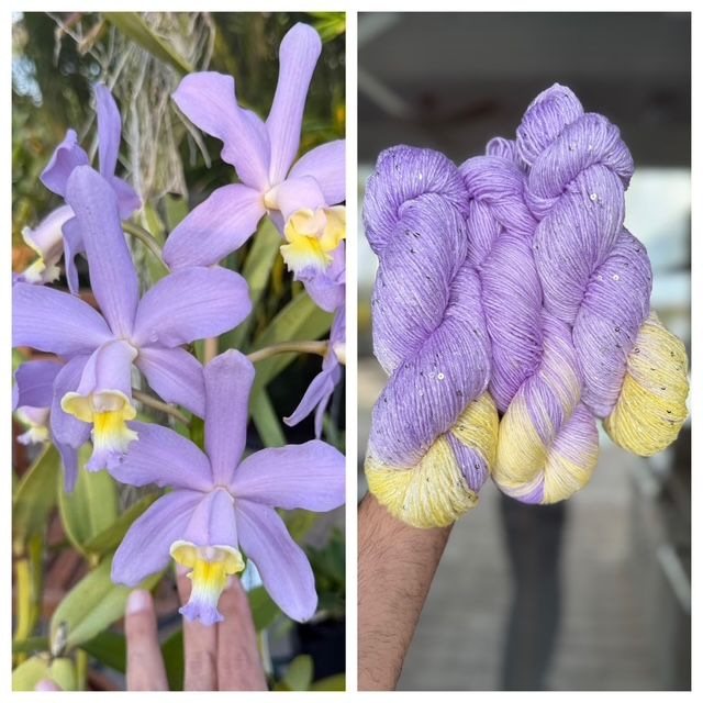 Blue Sky - Cattleya Loddigesii v. Coerulea (*Will Work For Planned And Assigned Pooling)