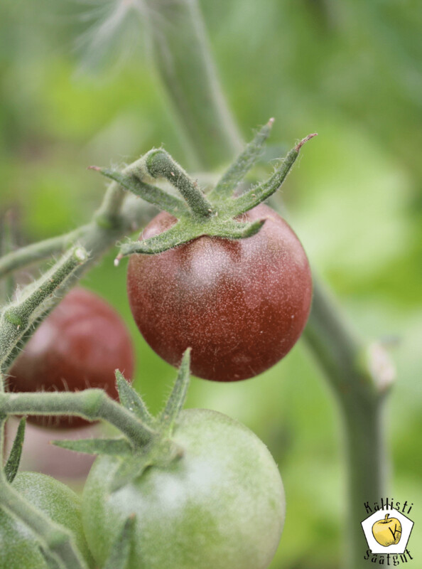 Black Cherry
