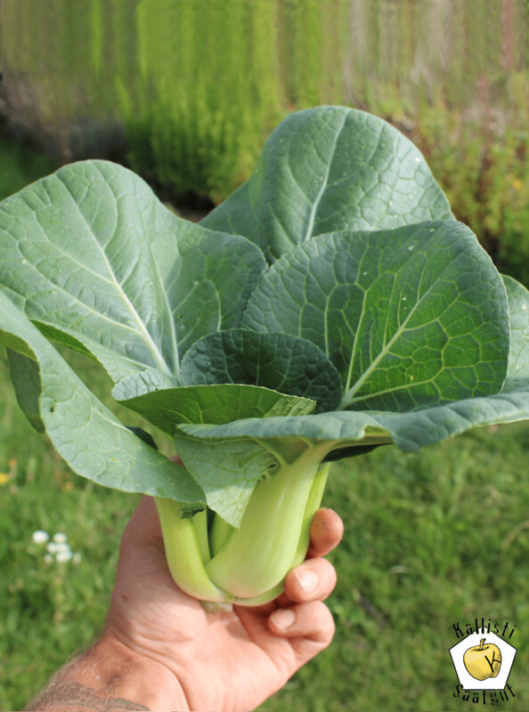 Pak Choi "Shanghai"