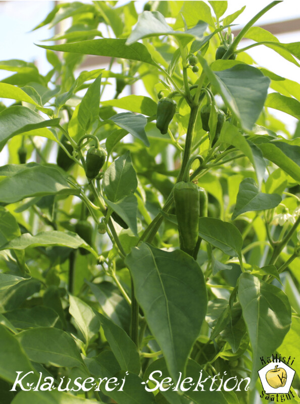 Pimientos del padron
