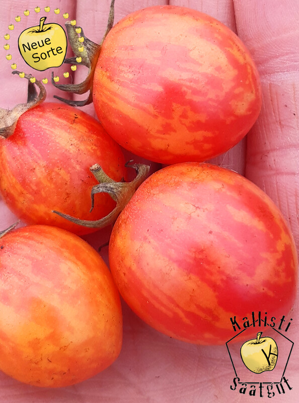 Pink Bumblebee