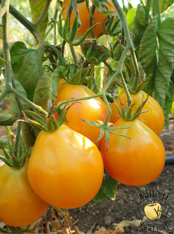 Piedmont Pear