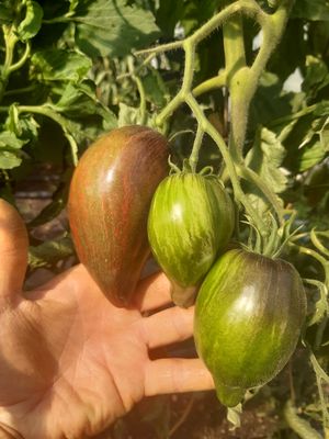 Rebel Starfighter Prime