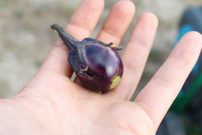 Melanzani