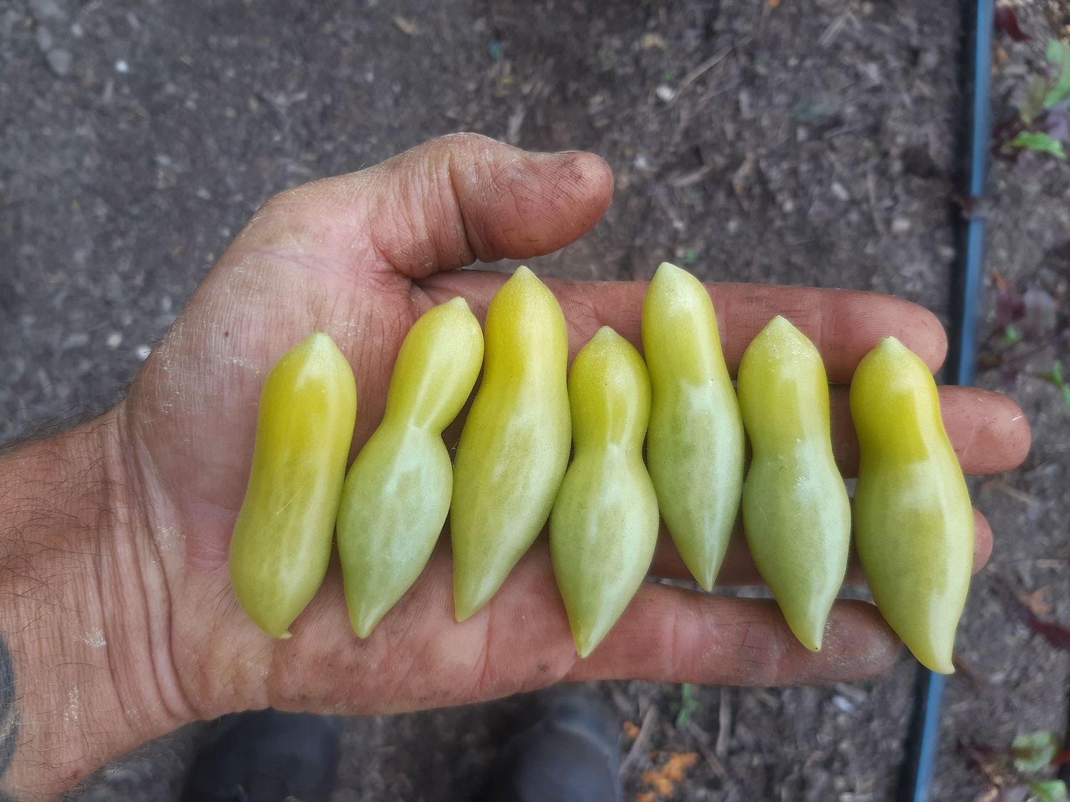 Dancing Green Fingers