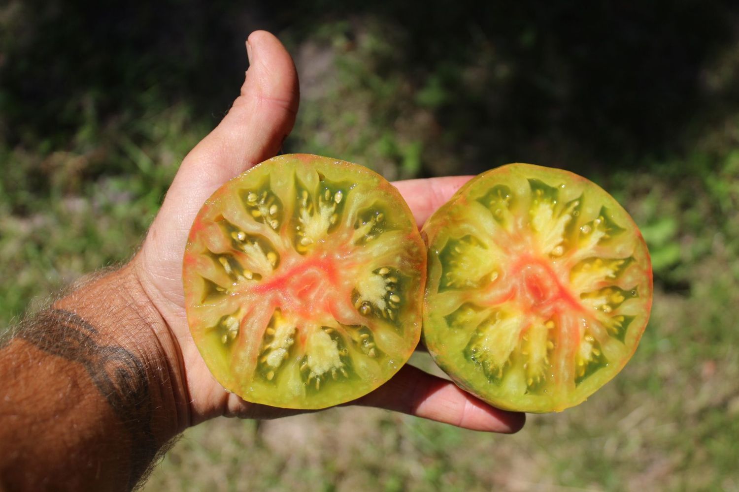 Cherokee Lime Stripes