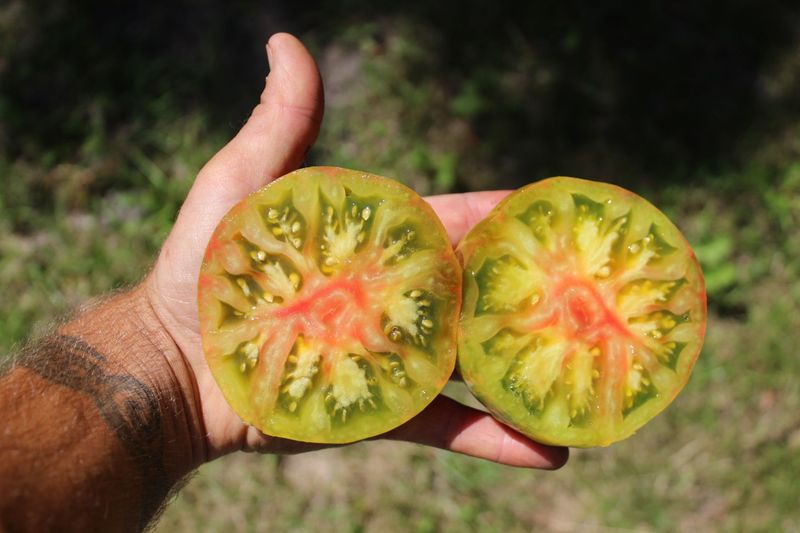 Cherokee Lime Stripes