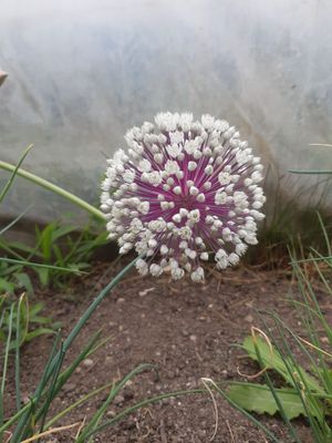 Allium