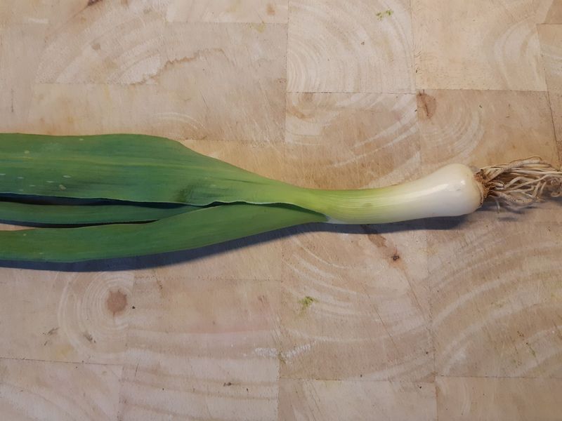 Syrischer Knoblauchlauch