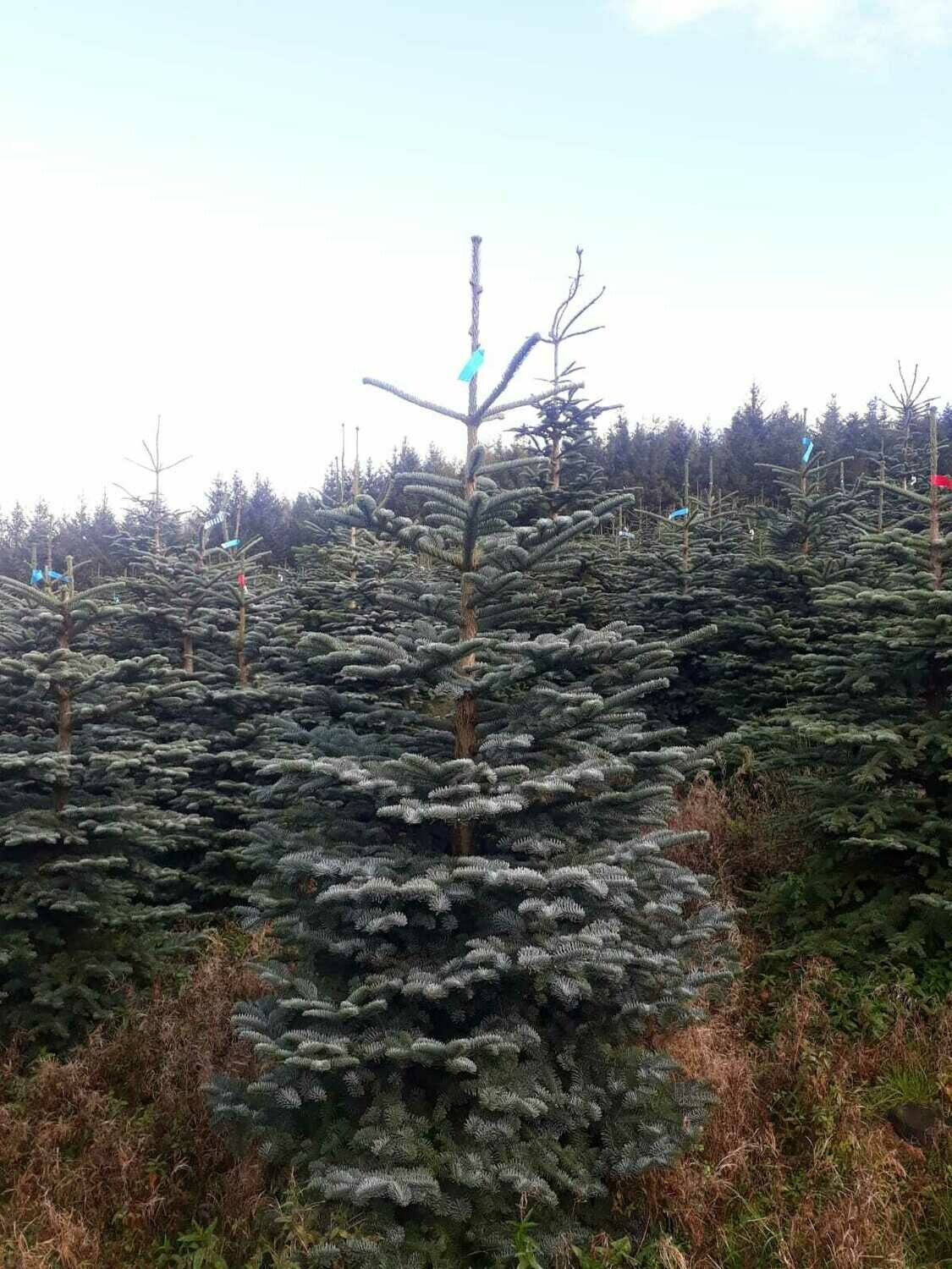 Noble Fir Christmas Tree