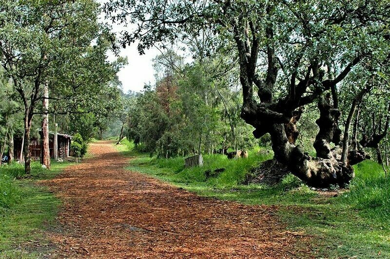 Through Forests, Lava, & Art