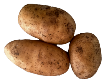 Certified Organic Dutch Cream Potatoes