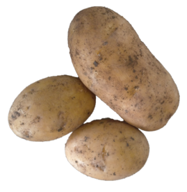 Certified Organic Sebago Potato
