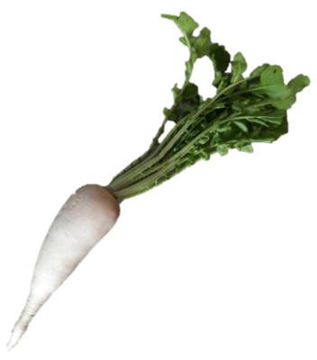 Certified Organic Daikon