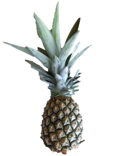Certified Organic smallish Pineapple