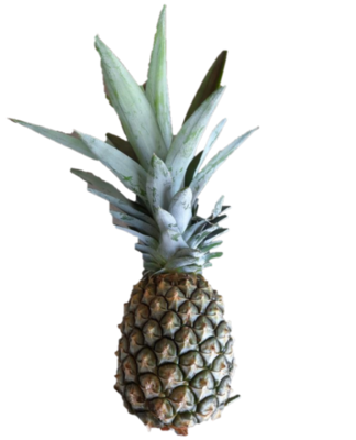 Certified Organic smallish Pineapple