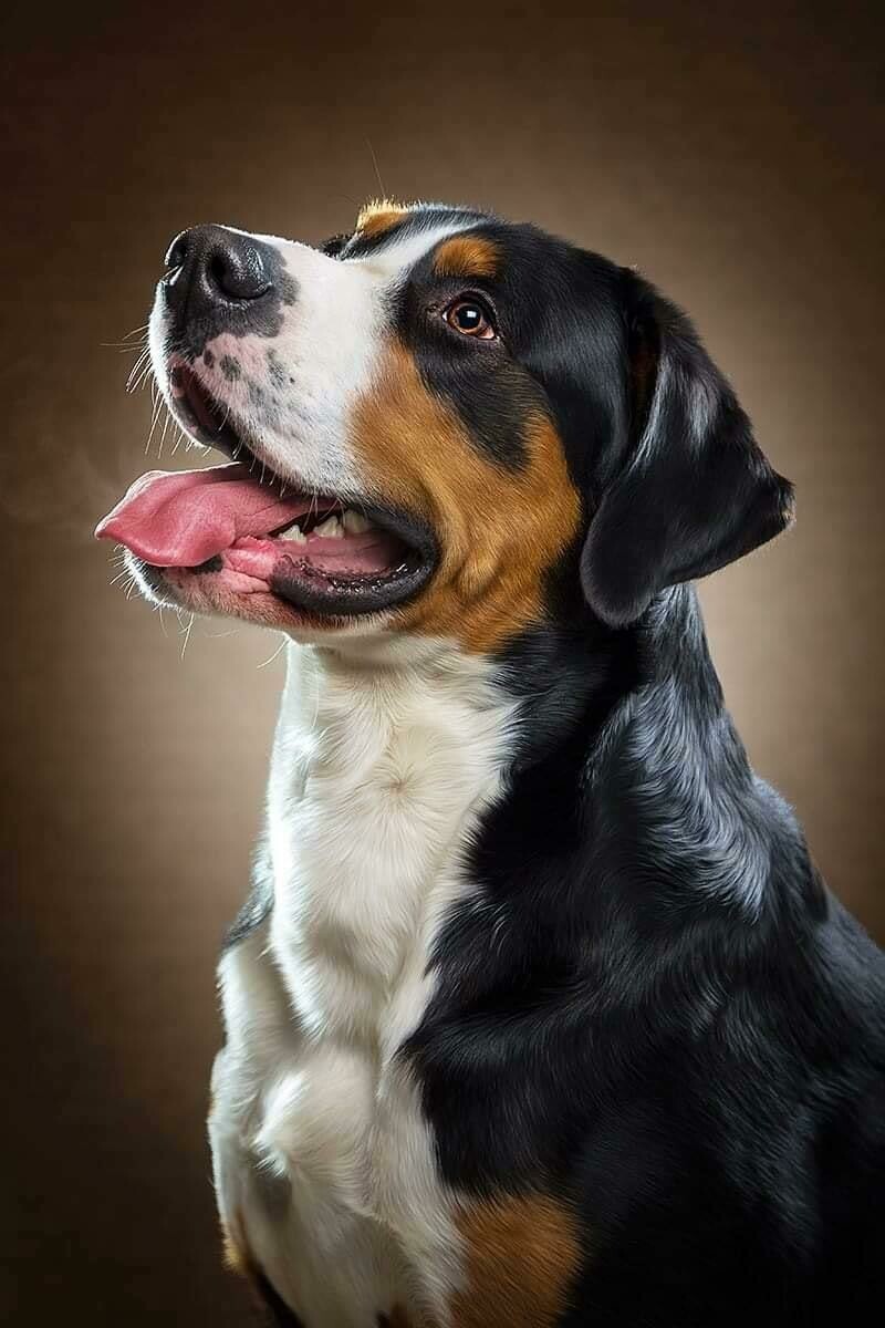Haustiershooting
