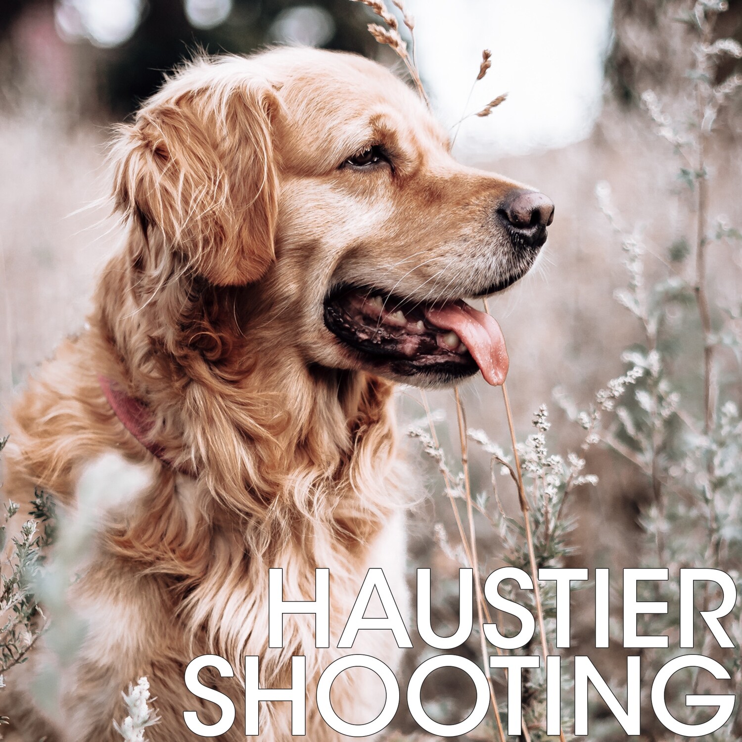 Haustiershooting