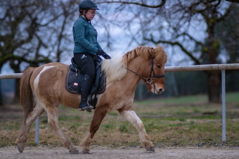 "EVE" riding leggings with a slight body shaping effect!