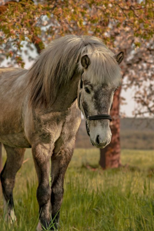 Give it to the horse!