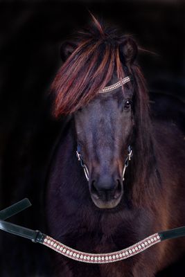 "GLIMMER" - browband with beautiful rhinestones
