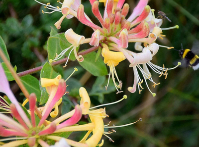 Klivkaprifolia