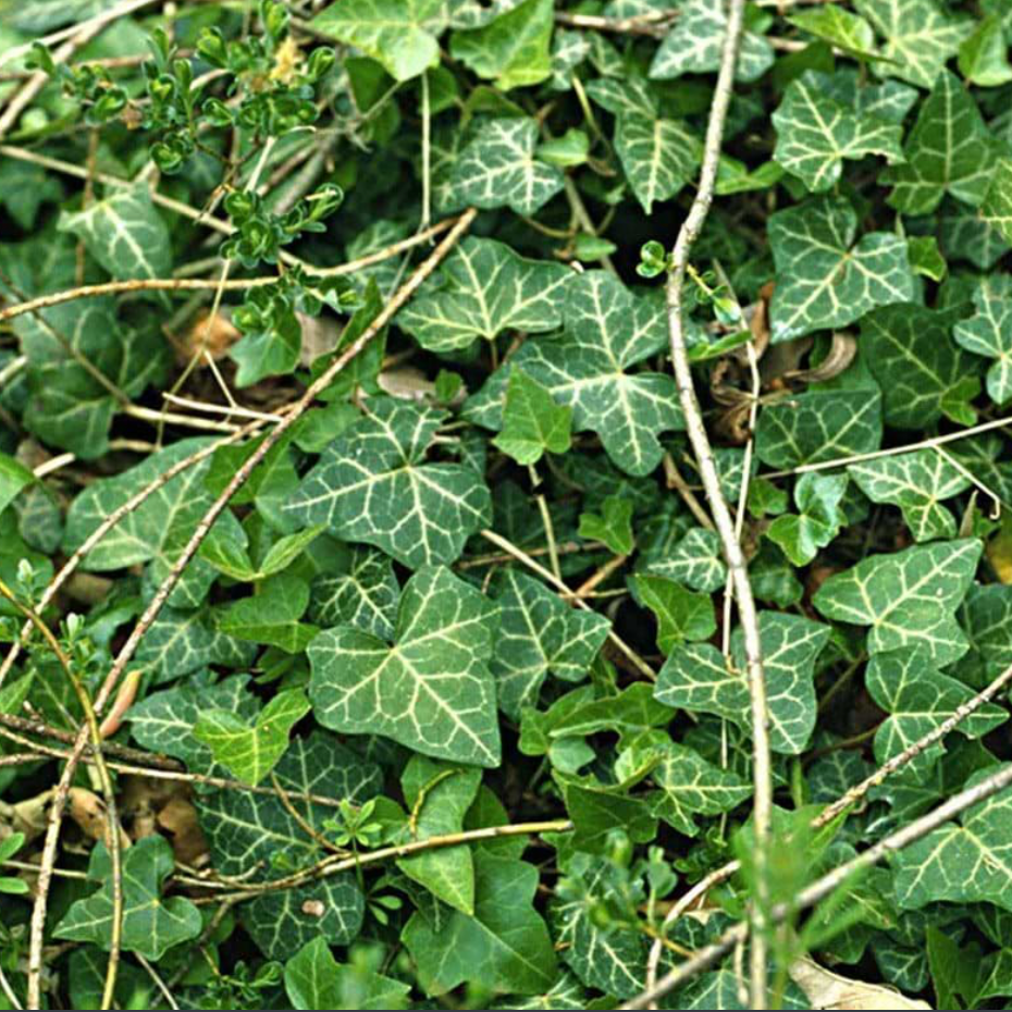 Viðbendil (efeu)