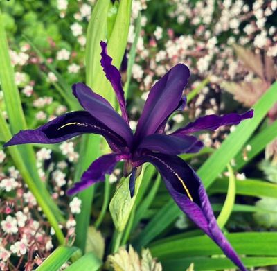 Iris