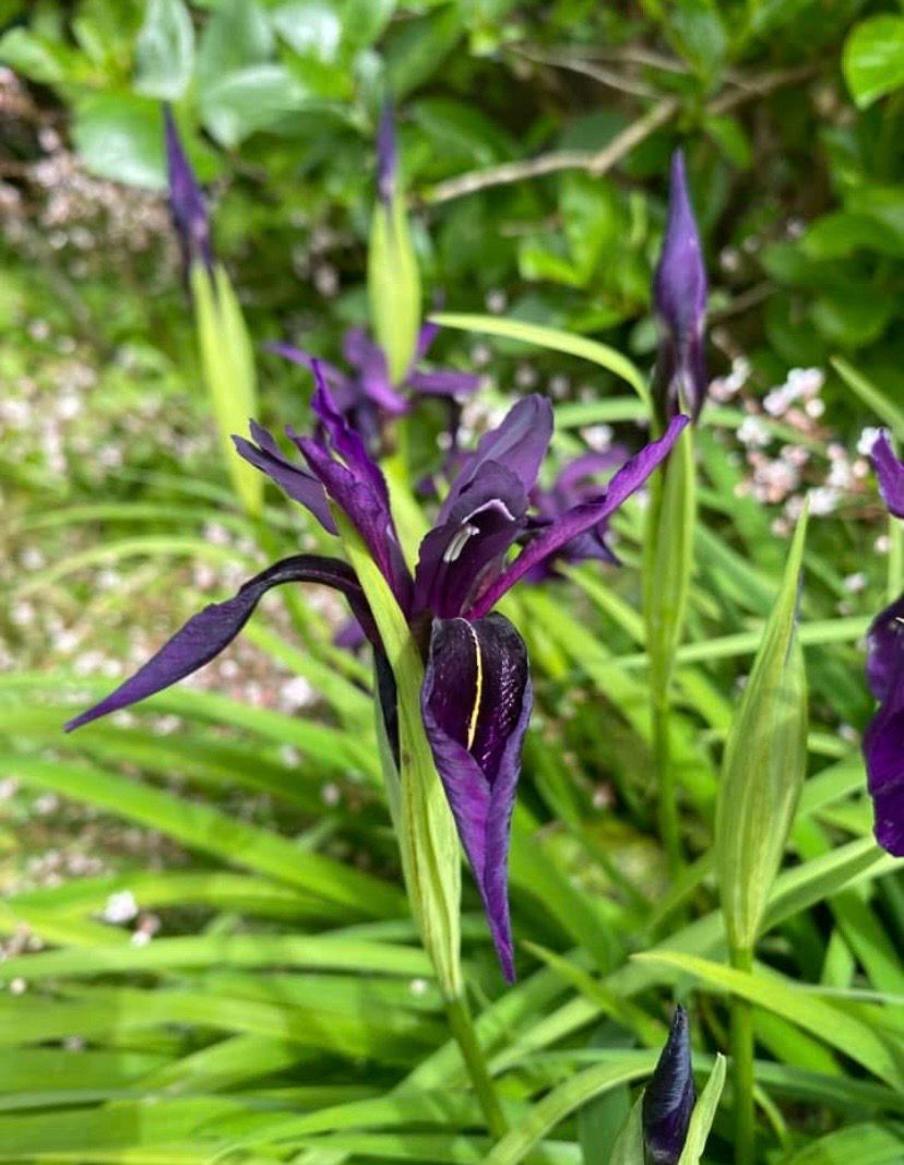 Iris